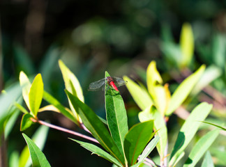 Dragonfly; young male with red abdomen, dark brown thorax and translucent wings perching on a green leaf in the rainforest background blurred and bokeh.