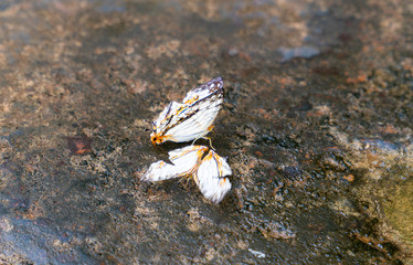 The Common Map butterflies are having mineral water on a wet stone patio in the rainforest of Pang Sida National Park, eastern Thailand, Asia, background blurred with copy space.