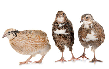 Japanese quail in studio