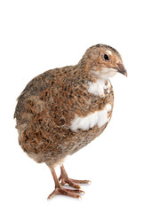Japanese quail in studio