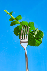 Arugula green salad leaf on metal fork close-up on blue background,
