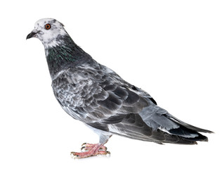 pigeon isolated on white background