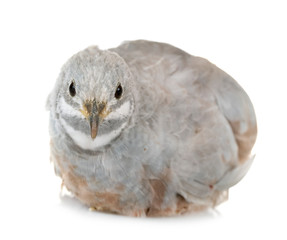 King quail in studio