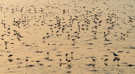 Silhouette of a flock of black bitterns at dusk on the shallow of wetlands swamp in Bangpoo Recreation Centre, Samutprakarn province near Bangkok, Thailand, Asia.