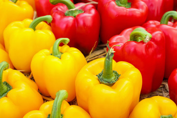 Fresh colorful Bell peppers in organic farm