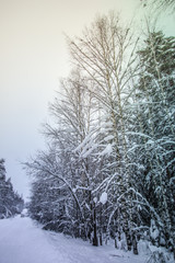 Beautiful snow covered tall trees in a winter forest
