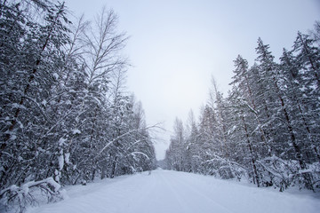 Beautiful snow covered tall trees in a winter forest