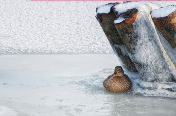 Wild duck sitting on the ice of a frozen river