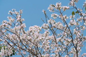 White flowers tree, Bauhinia, in full bloom in the mountainous area in Nan province, northern Thailand, Asia,