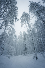 Obraz premium Beautiful snow covered tall trees in a winter forest