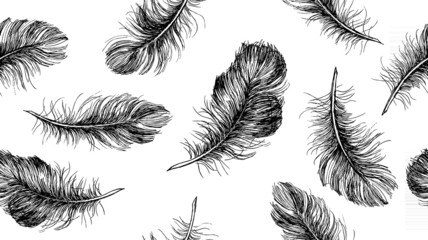 Hand drawn feather on white background