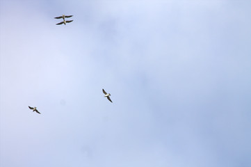 Gulls on a background of white clouds and blue sky.