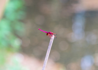Dragonfly, this shocking pink body and red transparent wings grabs on top of wooden stick to get ready to catch the prey.
