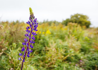 lupine flower in a field on autumn