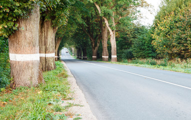 Naklejka premium new asphalt road in the forest