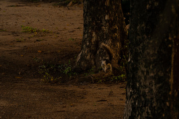 Obraz premium Squirrel stops and stares curiously after running down the tree trunk to stand on the root just to post an adorable expression late in the afternoon on the ground in the park.