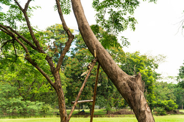 A couple of the climbing animals are found being together at a tree trunk and branches on sunshine day in a city park with green foliages and colorful flowers background blurred.