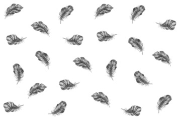 Hand drawn feather on white background