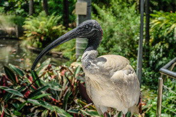 Sydney, Australien, 2019