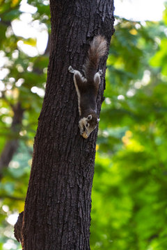 Squirrel is perching while eating peanut happily on the tree trunk.