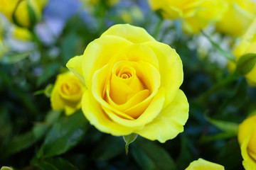 Close up a beautiful yellow rose blossom on a bunch of flowers with blur green background