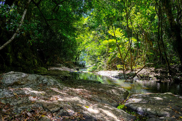 Obraz premium Hinterland, Bushland, Australia, 2019