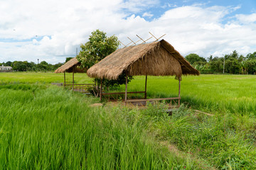 Fototapeta na wymiar Rice field and huts and a small water channel sails through the green paddy plantation on both sides of the shacks in the summer time of breezy wind, blue sky and white cloudy day.