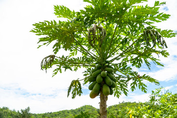 Fototapeta premium Papaya tree with a bunch of fruits growing in a sustainable garden near a hill along with other vegetables and chili; all of which is ready for cooking a tasty dish on a sunny day vacation.