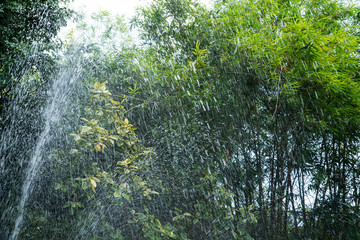 Water splashing up and going down like a movement of the rain falling and freshening the area of the green trees and blurry sky background.