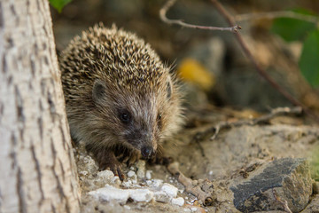 hedgehog in grass