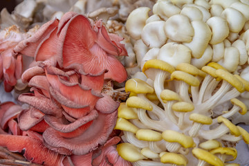 edible mushrooms