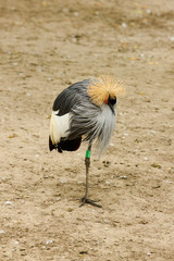 crowned crane