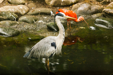 birds in zoo