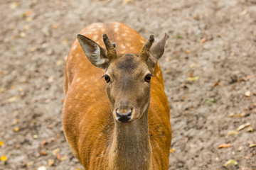 deer in the zoo