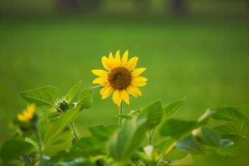 A beautiful yellow sunflower in the garden