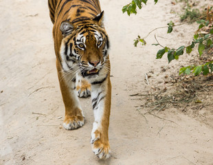 tiger in zoo