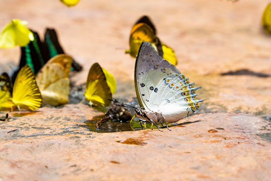 Butterfly on selective focus; the Jewelled Nawab is perching, mingling, and sucking mineral water with the other species on a stone patio at the rain forest in the eastern part of Thailand, Asia.
