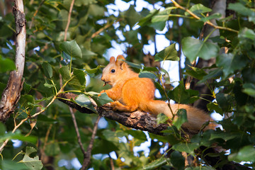 squirrel on a tree