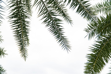 Palm foliage, a kind of dense and sharp leaflets that span the spines to all directions with the point leaf tip. The green branches of the tree stretch out to create isolated image and copy space.