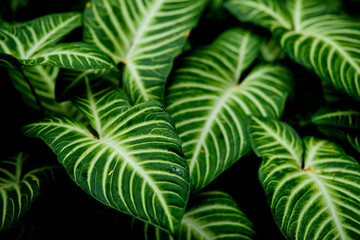 green leaves natural background wallpaper, texture of leaf, leaves with space for text 