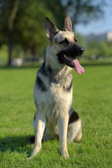Eastern European Sheepdog sits