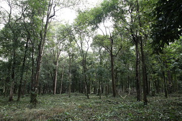 Obraz premium Nature in Uthai Thani, Thailand
