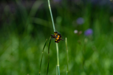 Dragonfly, a transparent wings on selective focus with artistic patterns of blue, yellowish gold and brown patches is perching on top of a flower bud in green garden background blurred and copy space.