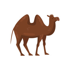 Brown camel with two humps on the back, side view. Desert mammal animal. Flat vector element for children book