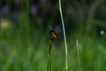 Yellow dragonfly is perching on top of a flower bud in the garden.