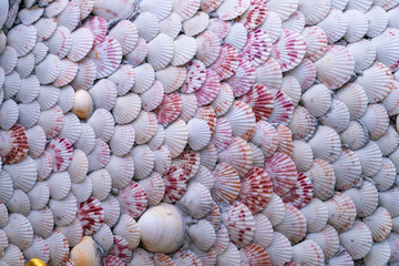 Scallop sea shells are beautifully attached on the concrete wall one by one in a pattern of an overlapping of edges; the decoration represents a local wisdom of people in the eastern part of Thailand.