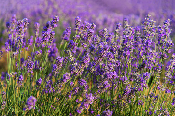 Lavender flower blooming scented fields in endless rows