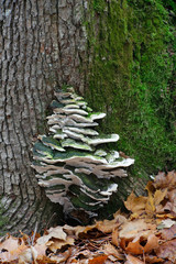 Mossy maple polypore, Oxyporus populinus