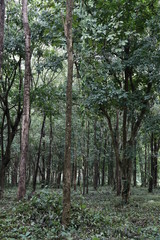 Nature in Uthai Thani, Thailand