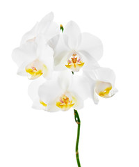 Naklejka na ściany i meble Orchids flowers on banch isolated on white background.